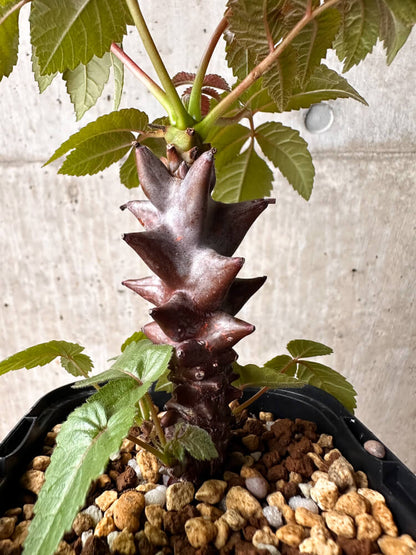 【現品限り】ベイセリア・メキシカーナ【F78】 Beiselia mexicana