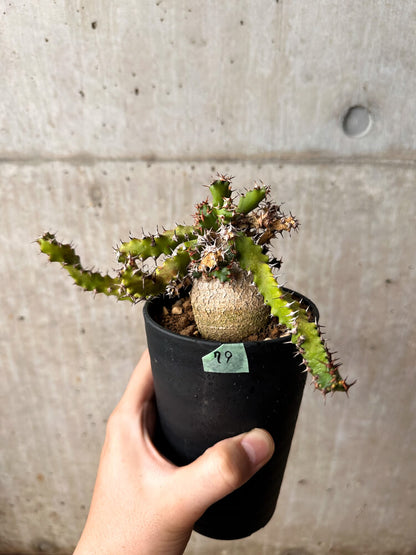 【現品限り】ユーフォルビア・スクアローサ 奇怪ヶ島 3年以上管理【F79】 Euphorbia squarrosa