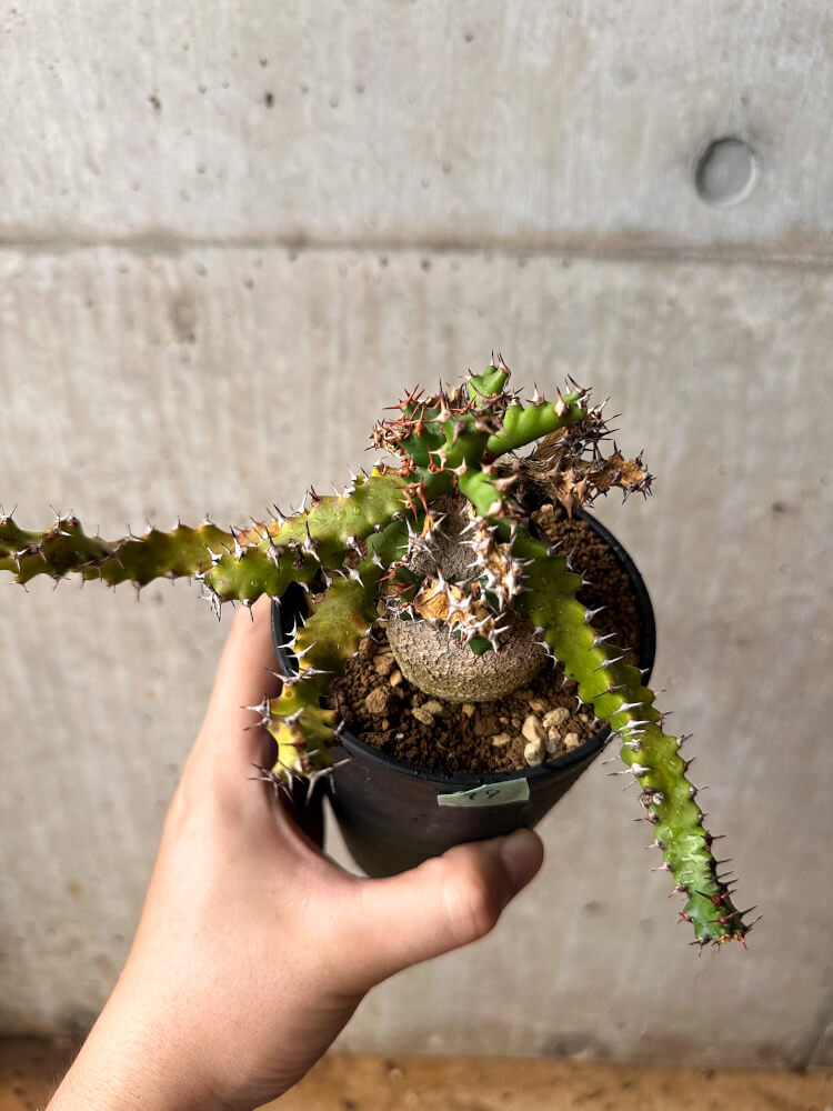 【現品限り】ユーフォルビア・スクアローサ 奇怪ヶ島 3年以上管理【F79】 Euphorbia squarrosa