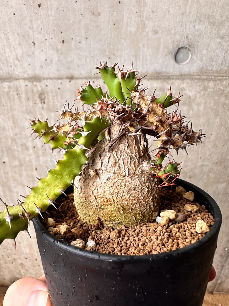 【現品限り】ユーフォルビア・スクアローサ 奇怪ヶ島 3年以上管理【F79】 Euphorbia squarrosa