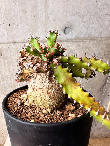 【現品限り】ユーフォルビア・スクアローサ 奇怪ヶ島 3年以上管理【F79】 Euphorbia squarrosa