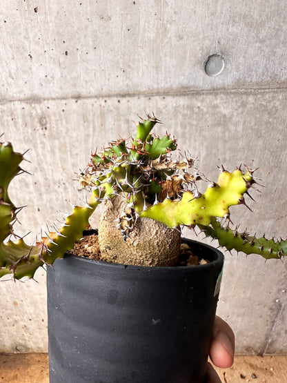 【現品限り】ユーフォルビア・スクアローサ 奇怪ヶ島 3年以上管理【F79】 Euphorbia squarrosa