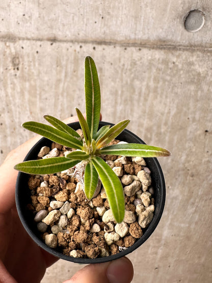 【現品限り】パキポディウム・イノピナーツム【F7】 Pachypodium inopinatum