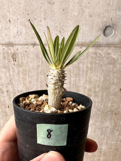 【現品限り】パキポディウム・イノピナーツム【F8】 Pachypodium inopinatum