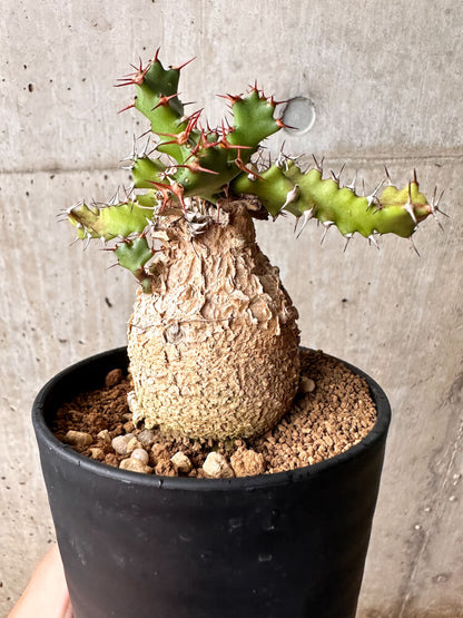 【現品限り】ユーフォルビア・スクアローサ 奇怪ヶ島 3年以上管理【F80】 Euphorbia squarrosa