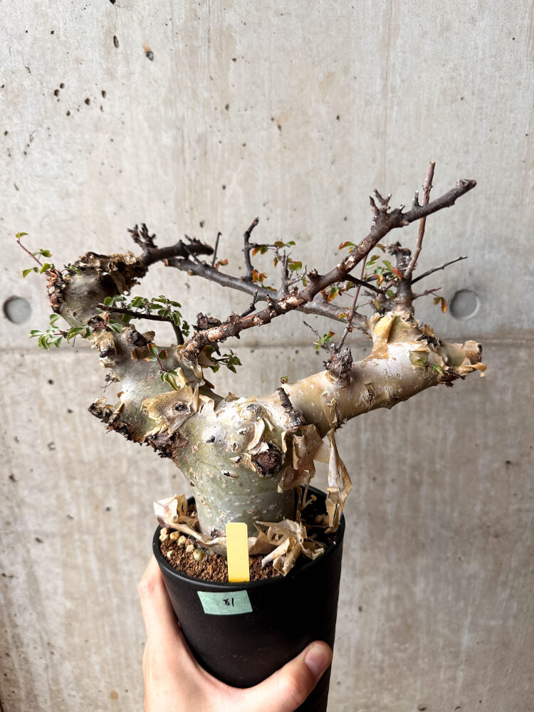【現品限り】コミフォラ・カタフ ターカネンシス 発根済み 2年以上管理【F81】 Commiphora kataf turkanensis
