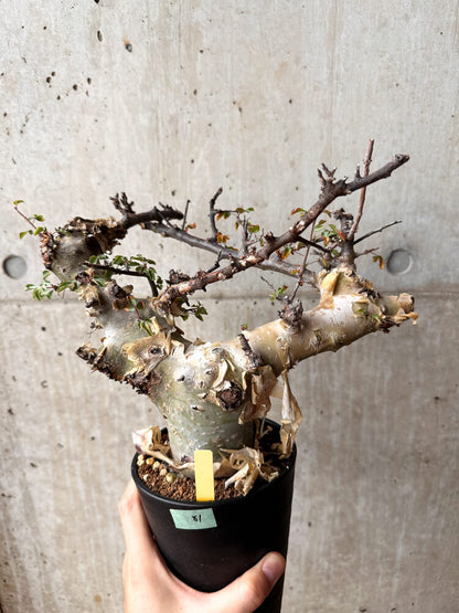 【現品限り】コミフォラ・カタフ ターカネンシス 発根済み 2年以上管理【F81】 Commiphora kataf turkanensis