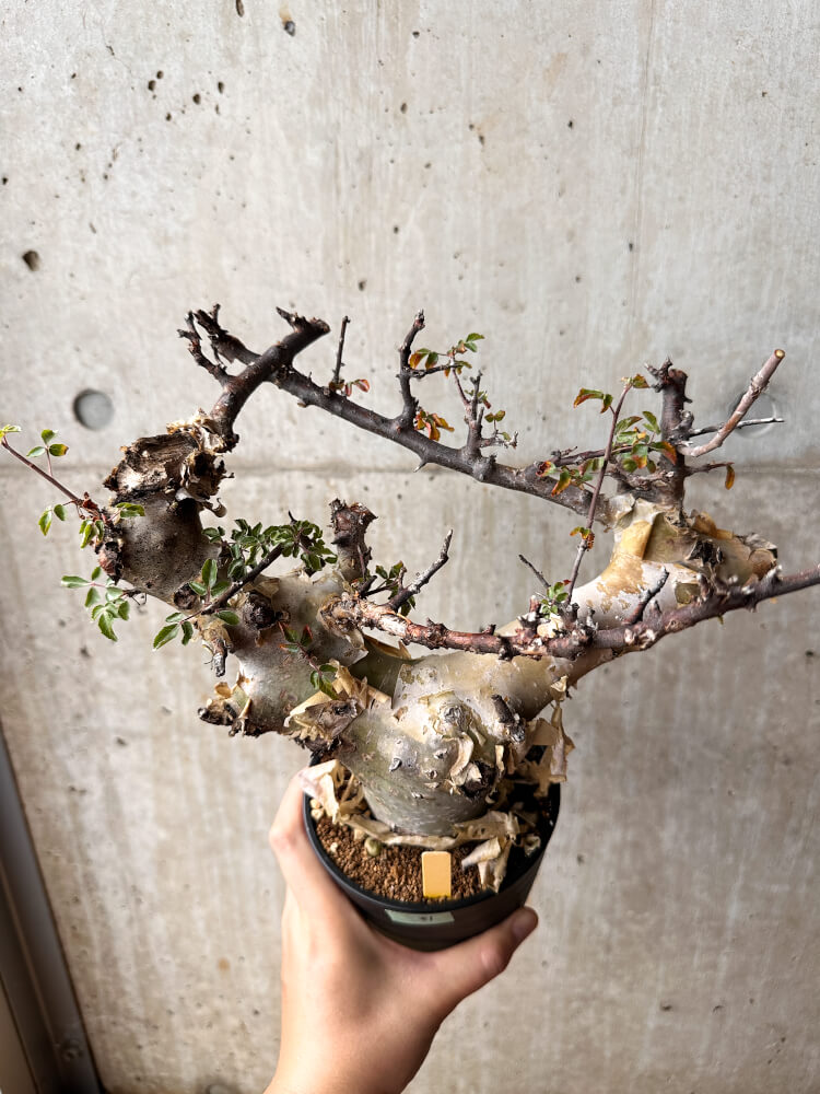 【現品限り】コミフォラ・カタフ ターカネンシス 発根済み 2年以上管理【F81】 Commiphora kataf turkanensis
