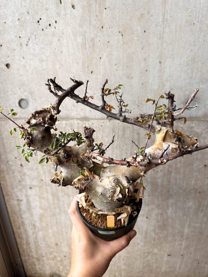 【現品限り】コミフォラ・カタフ ターカネンシス 発根済み 2年以上管理【F81】 Commiphora kataf turkanensis