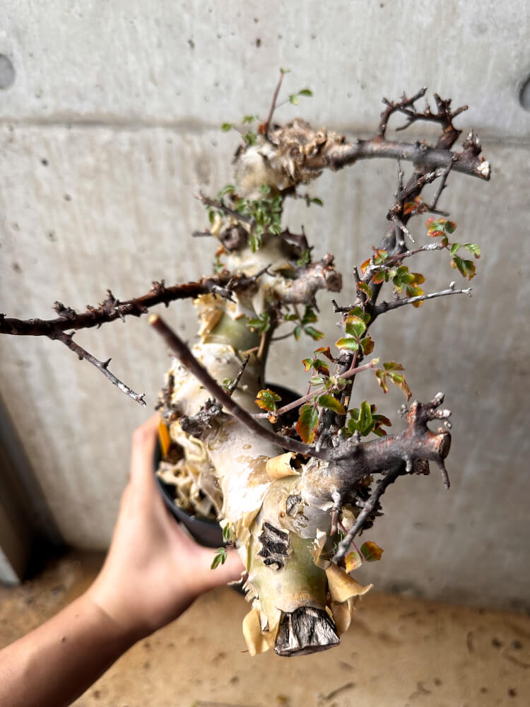 【現品限り】コミフォラ・カタフ ターカネンシス 発根済み 2年以上管理【F81】 Commiphora kataf turkanensis
