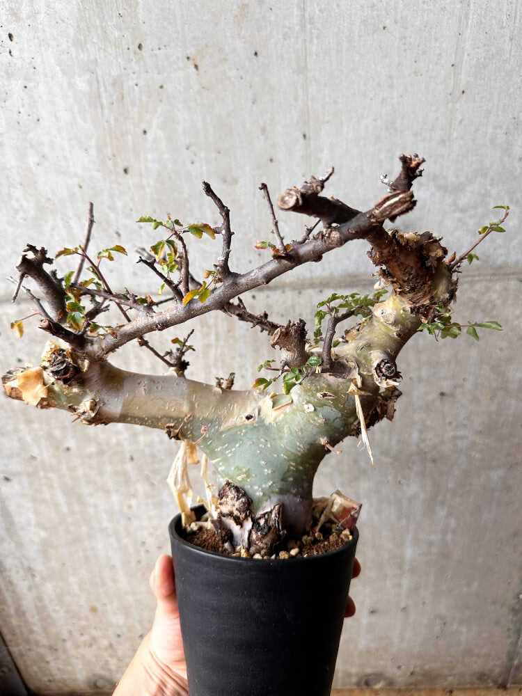 【現品限り】コミフォラ・カタフ ターカネンシス 発根済み 2年以上管理【F81】 Commiphora kataf turkanensis
