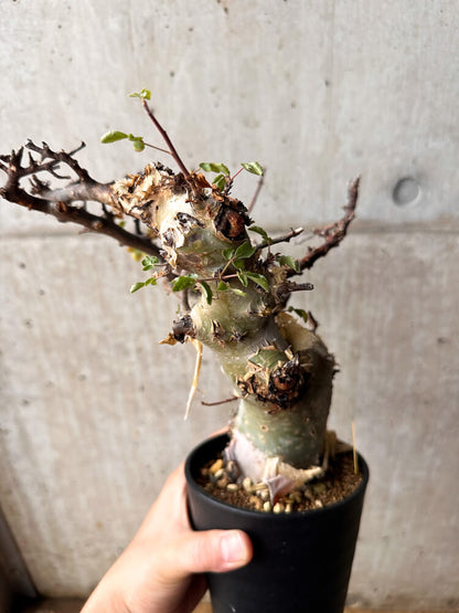 【現品限り】コミフォラ・カタフ ターカネンシス 発根済み 2年以上管理【F81】 Commiphora kataf turkanensis