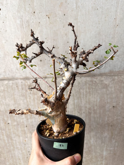 【現品限り】コミフォラ・カタフ ターカネンシス 発根済み 2年以上管理【F82】 Commiphora kataf turkanensis