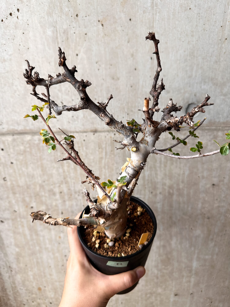 【現品限り】コミフォラ・カタフ ターカネンシス 発根済み 2年以上管理【F82】 Commiphora kataf turkanensis