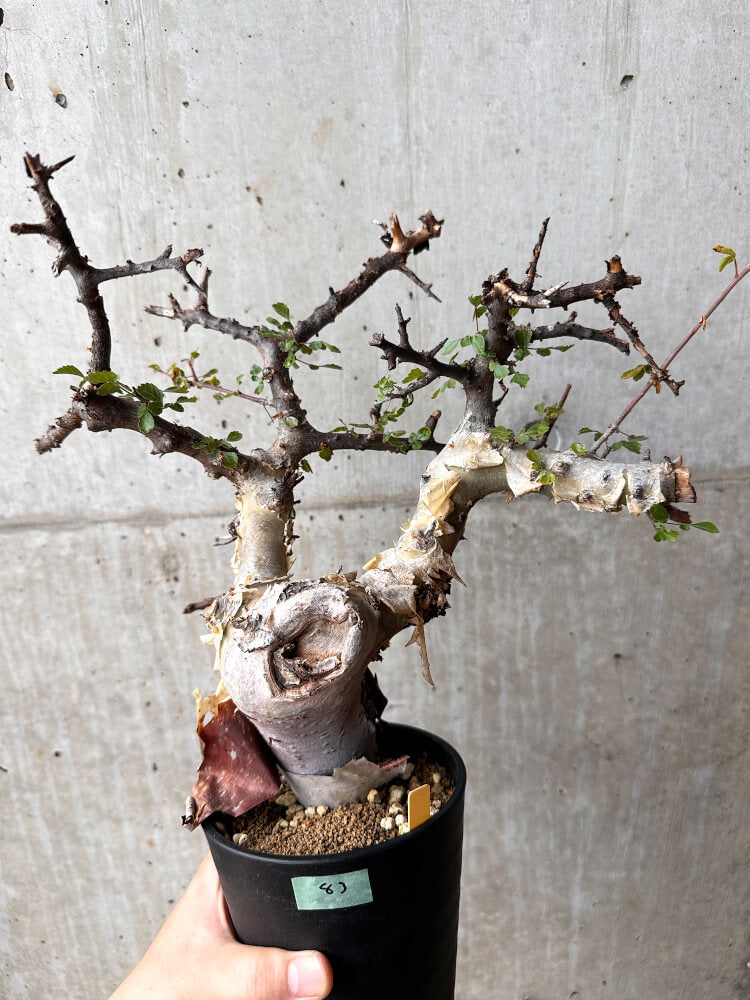 【現品限り】コミフォラ・カタフ ターカネンシス 発根済み 2年以上管理【F83】 Commiphora kataf turkanensis