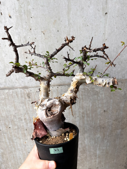【現品限り】コミフォラ・カタフ ターカネンシス 発根済み 2年以上管理【F83】 Commiphora kataf turkanensis
