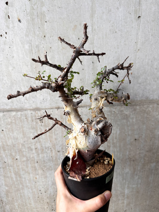【現品限り】コミフォラ・カタフ ターカネンシス 発根済み 2年以上管理【F83】 Commiphora kataf turkanensis