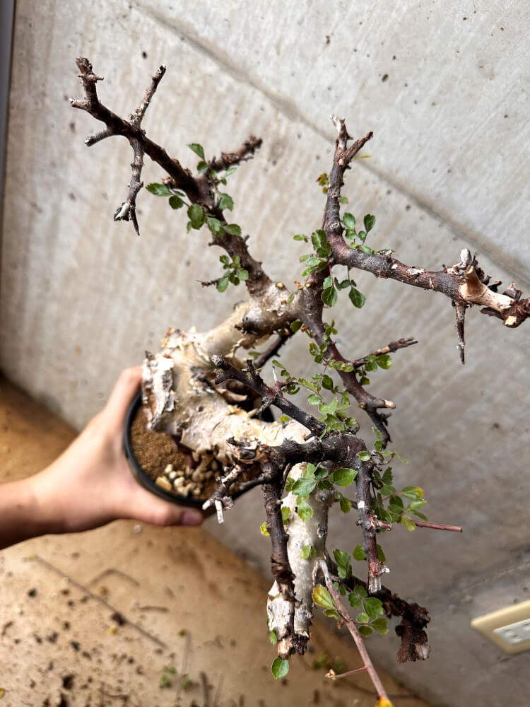 【現品限り】コミフォラ・カタフ ターカネンシス 発根済み 2年以上管理【F83】 Commiphora kataf turkanensis