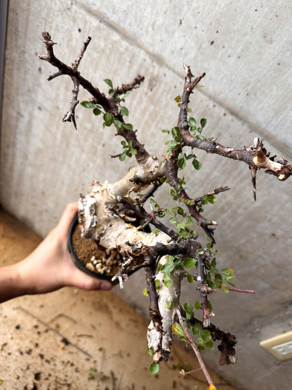 【現品限り】コミフォラ・カタフ ターカネンシス 発根済み 2年以上管理【F83】 Commiphora kataf turkanensis
