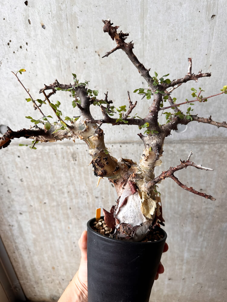 【現品限り】コミフォラ・カタフ ターカネンシス 発根済み 2年以上管理【F83】 Commiphora kataf turkanensis