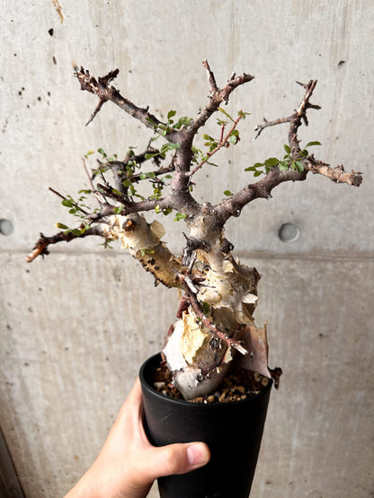 【現品限り】コミフォラ・カタフ ターカネンシス 発根済み 2年以上管理【F83】 Commiphora kataf turkanensis