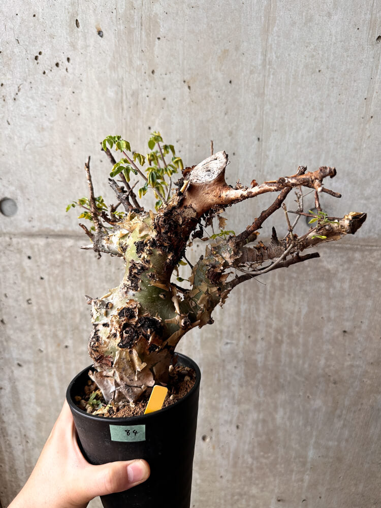 【現品限り】コミフォラ・カタフ ターカネンシス 発根済み 2年以上管理【F84】 Commiphora kataf turkanensis