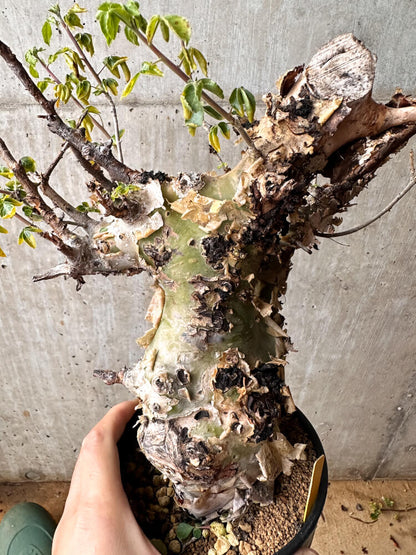 【現品限り】コミフォラ・カタフ ターカネンシス 発根済み 2年以上管理【F84】 Commiphora kataf turkanensis