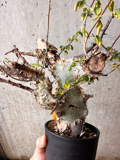 【現品限り】コミフォラ・カタフ ターカネンシス 発根済み 2年以上管理【F84】 Commiphora kataf turkanensis