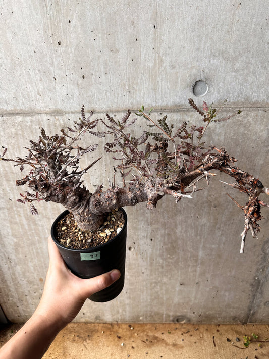 【現品限り】ボスウェリア・ネグレクタ 発根済み 2年以上管理【F85】 Boswellia neglecta