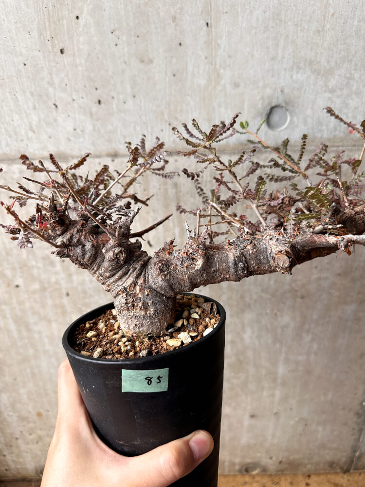 【現品限り】ボスウェリア・ネグレクタ 発根済み 2年以上管理【F85】 Boswellia neglecta