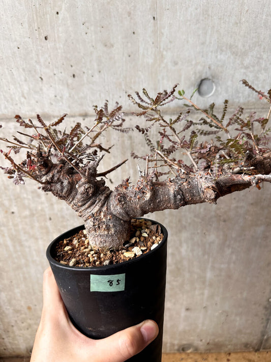 【現品限り】ボスウェリア・ネグレクタ 発根済み 2年以上管理【F85】 Boswellia neglecta