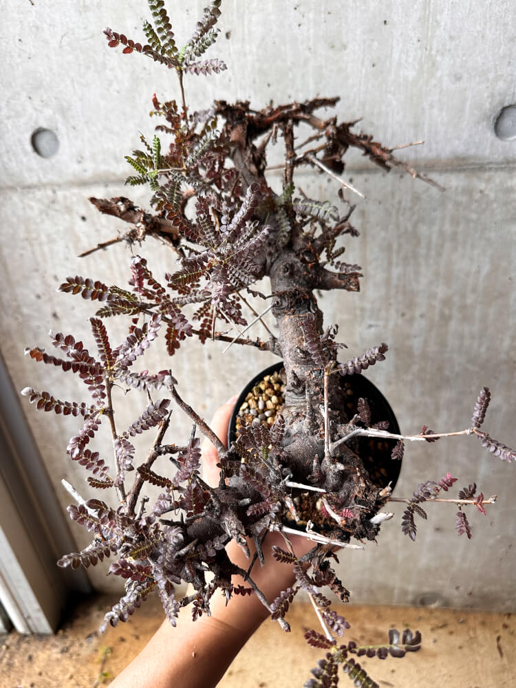 【現品限り】ボスウェリア・ネグレクタ 発根済み 2年以上管理【F85】 Boswellia neglecta