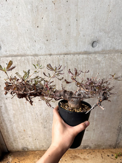 【現品限り】ボスウェリア・ネグレクタ 発根済み 2年以上管理【F85】 Boswellia neglecta
