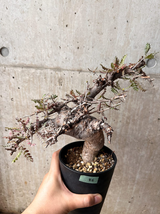 【現品限り】ボスウェリア・ネグレクタ 発根済み 2年以上管理【F86】 Boswellia neglecta