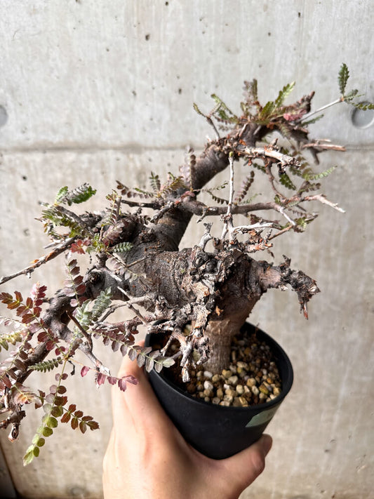 【現品限り】ボスウェリア・ネグレクタ 発根済み 2年以上管理【F86】 Boswellia neglecta