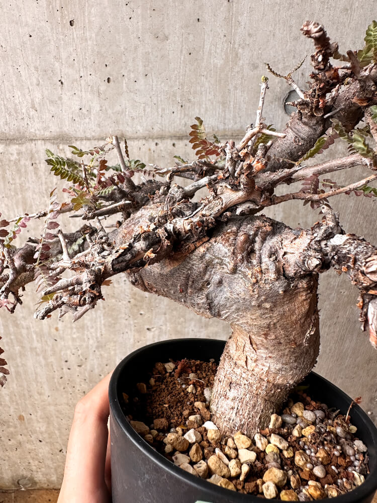 【現品限り】ボスウェリア・ネグレクタ 発根済み 2年以上管理【F86】 Boswellia neglecta