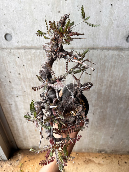 【現品限り】ボスウェリア・ネグレクタ 発根済み 2年以上管理【F86】 Boswellia neglecta