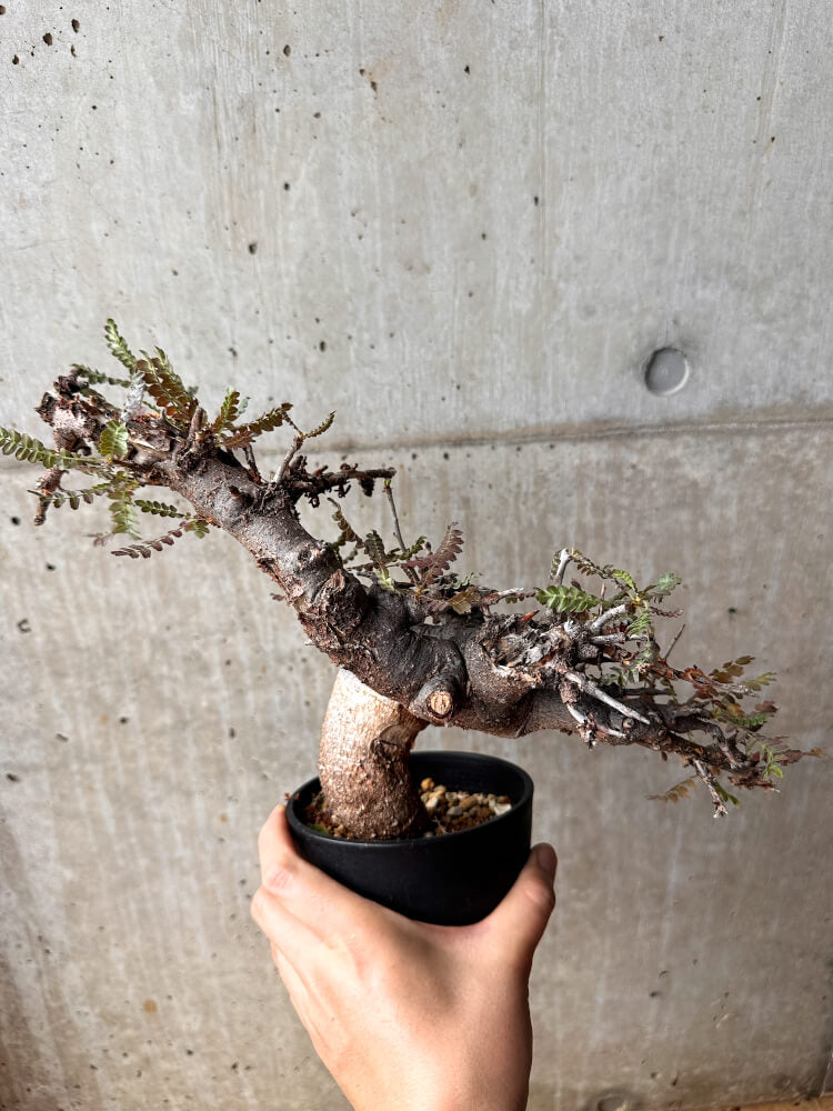 【現品限り】ボスウェリア・ネグレクタ 発根済み 2年以上管理【F86】 Boswellia neglecta