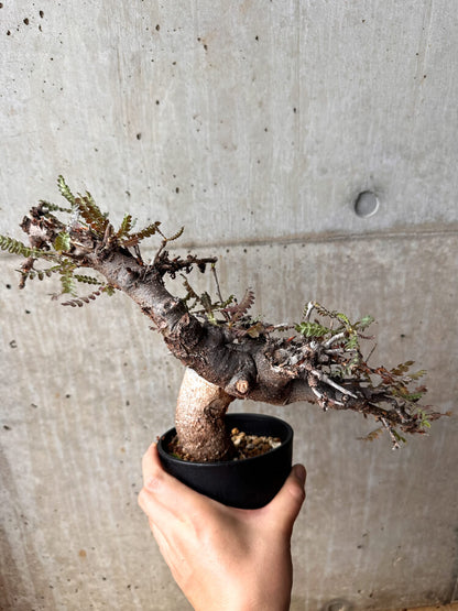 【現品限り】ボスウェリア・ネグレクタ 発根済み 2年以上管理【F86】 Boswellia neglecta