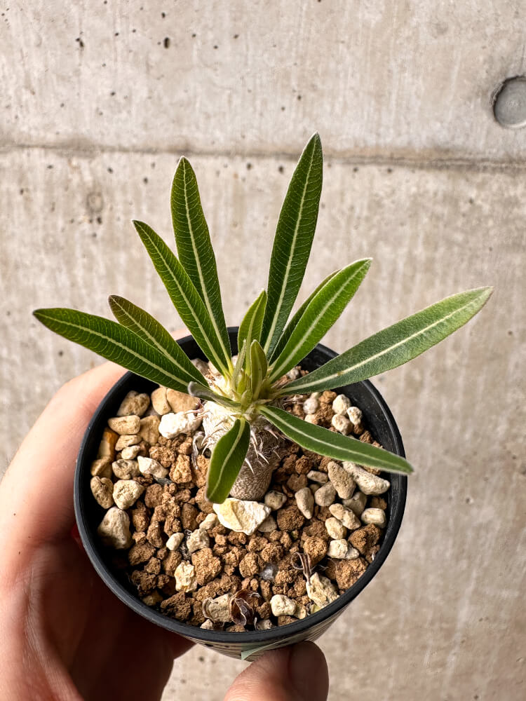 現品限り】パキポディウム・イノピナーツム【F8】 Pachypodium