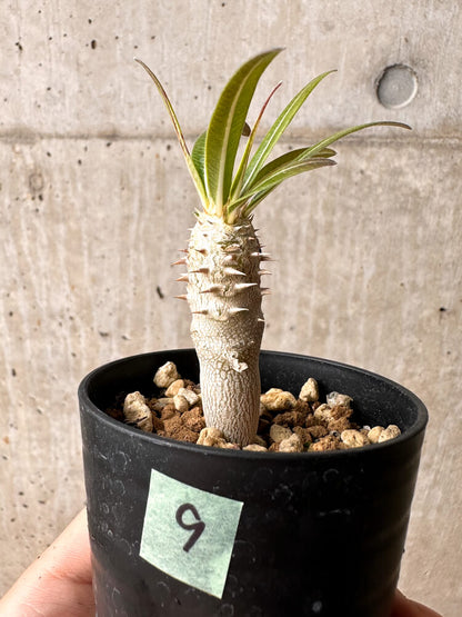 【現品限り】パキポディウム・イノピナーツム【F9】 Pachypodium inopinatum