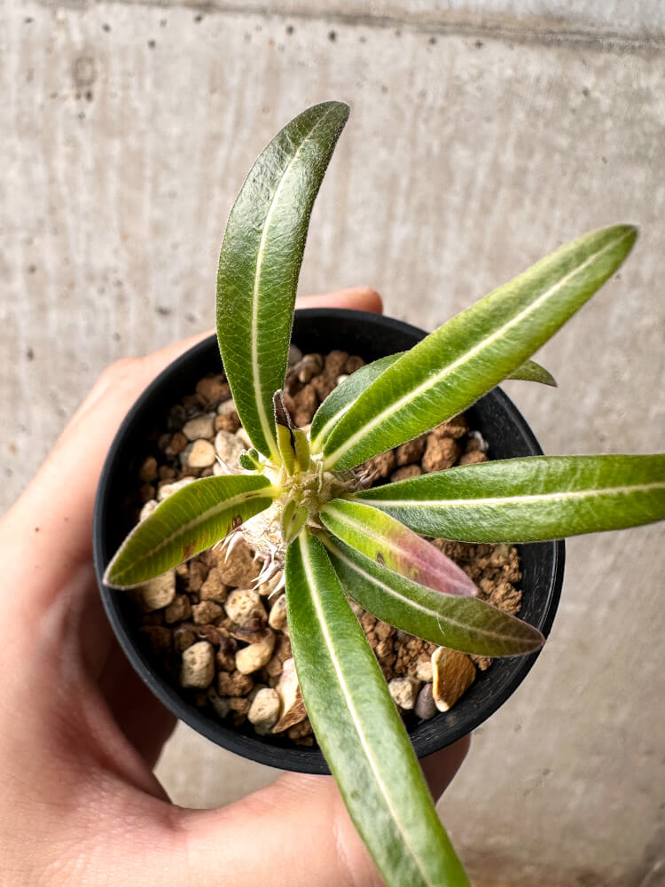 【現品限り】パキポディウム・イノピナーツム【F9】 Pachypodium inopinatum