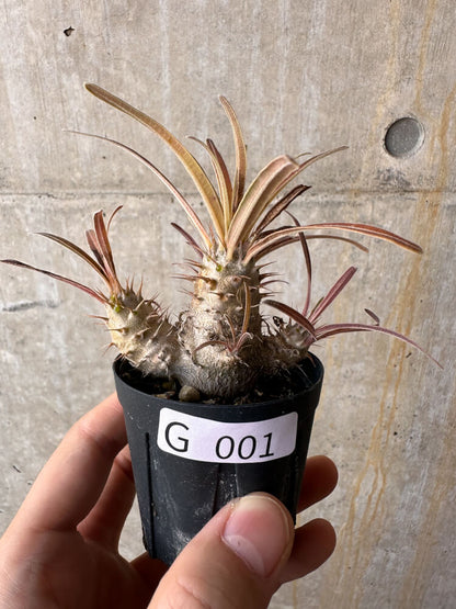 【現品限り】パキポディウム・グラキリス【G1】 Pachypodium gracilius