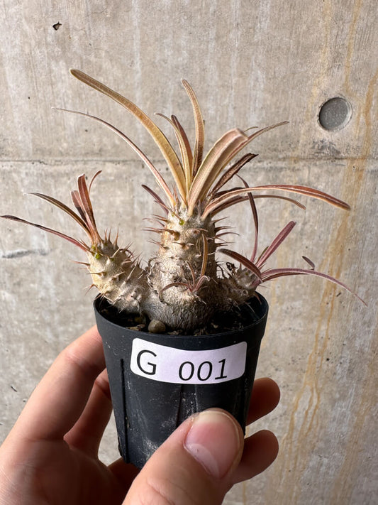 【現品限り】パキポディウム・グラキリス【G1】 Pachypodium gracilius