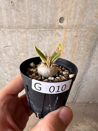 【現品限り】パキポディウム・エニグマチカム【G10】 Pachypodium enigmaticum