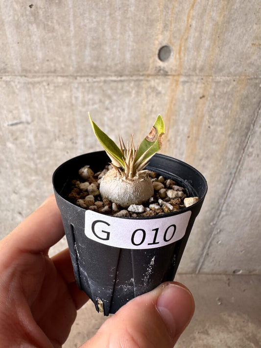 【現品限り】パキポディウム・エニグマチカム【G10】 Pachypodium enigmaticum