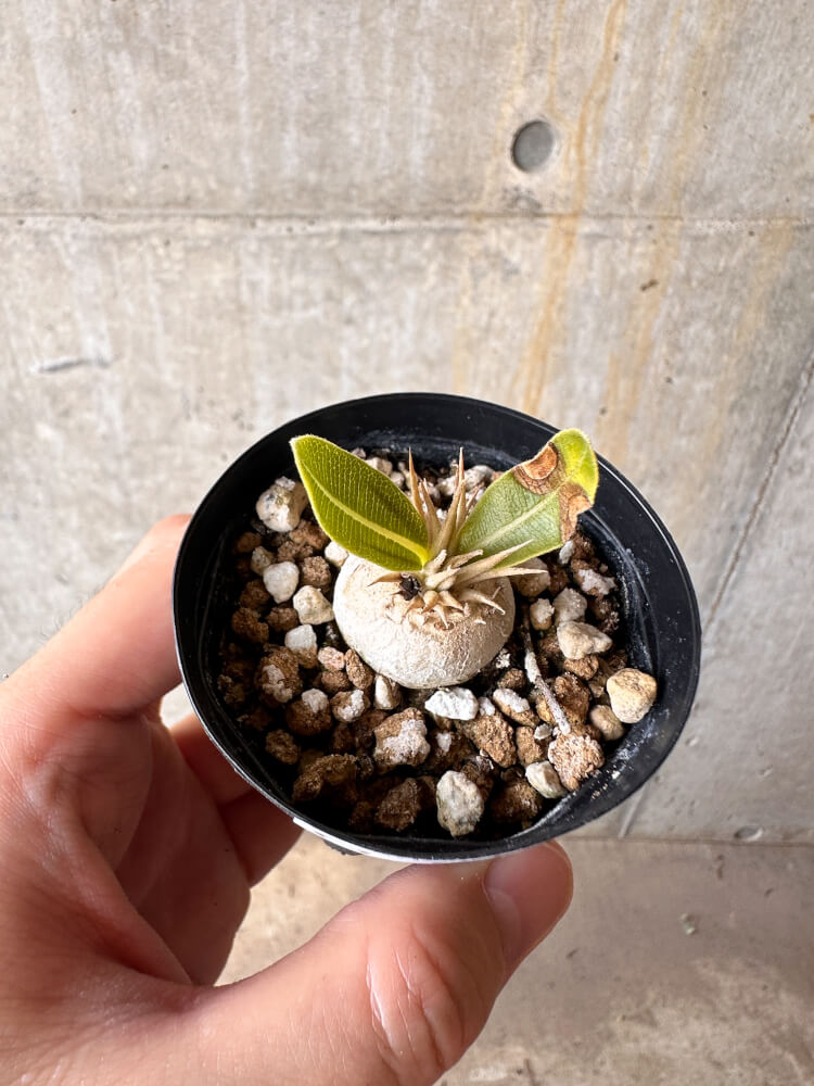 【現品限り】パキポディウム・エニグマチカム【G10】 Pachypodium enigmaticum