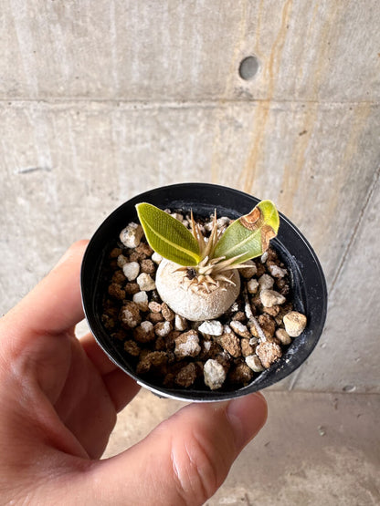 【現品限り】パキポディウム・エニグマチカム【G10】 Pachypodium enigmaticum