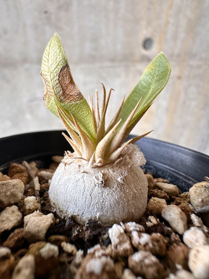 【現品限り】パキポディウム・エニグマチカム【G10】 Pachypodium enigmaticum