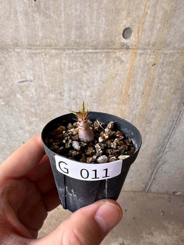【現品限り】パキポディウム・マカイエンセ【G11】 Pachypodium makayense